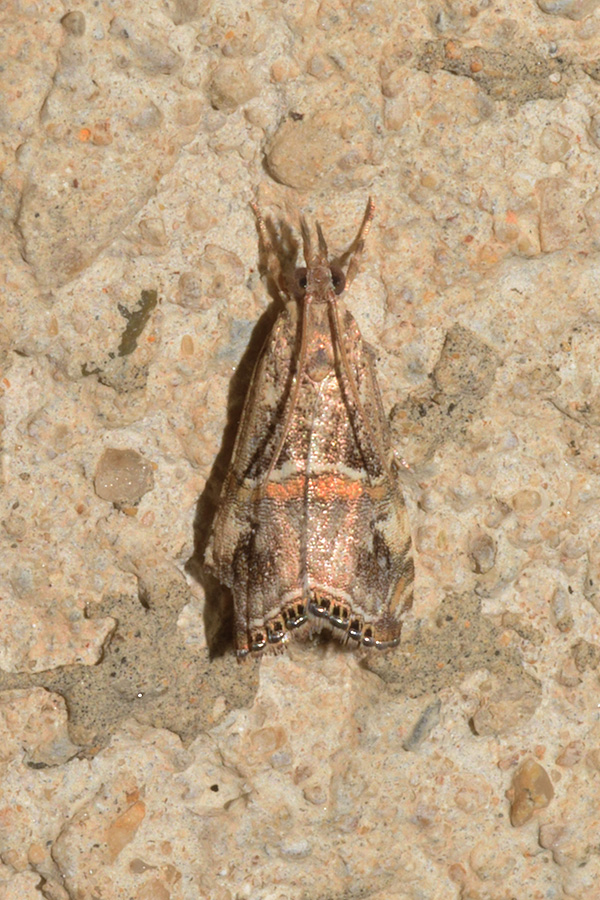 Euchromius cambridgei - Crambidae